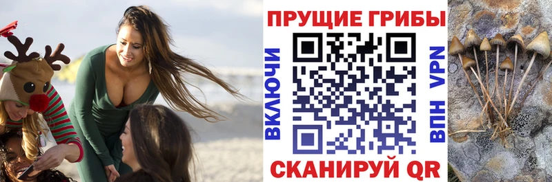 купить закладку Бирск blacksprut ссылки Псилоцибиновые грибы Psilocybe
